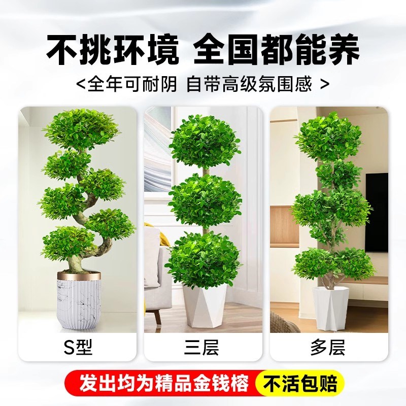 造型金钱榕大盆栽小叶盆景植物室内招财摇钱树客厅大型绿植发财树