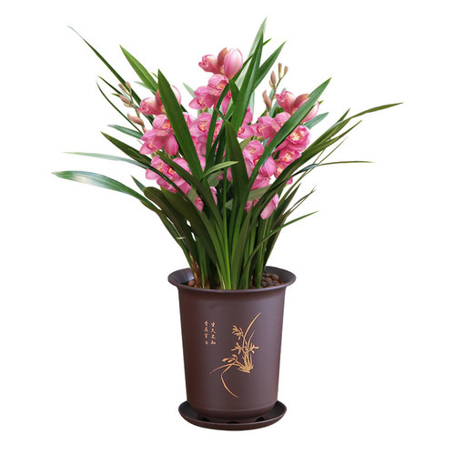 精品兰花盆栽墨兰花苗大盆年宵花浓香型名贵植物客厅阳台耐寒花卉