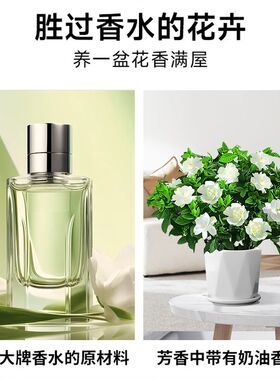 栀子花盆栽四季开花室内桌面浓香带花大苗家庭阳台好养花卉绿植物