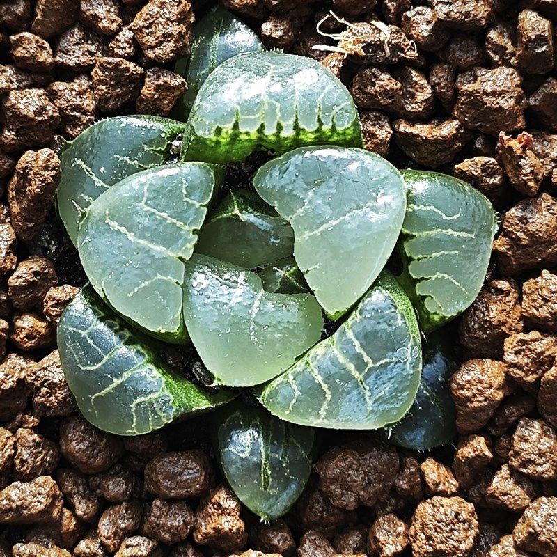 多肉植物十二卷姬翠5厘米,带原盆土发货,包邮。