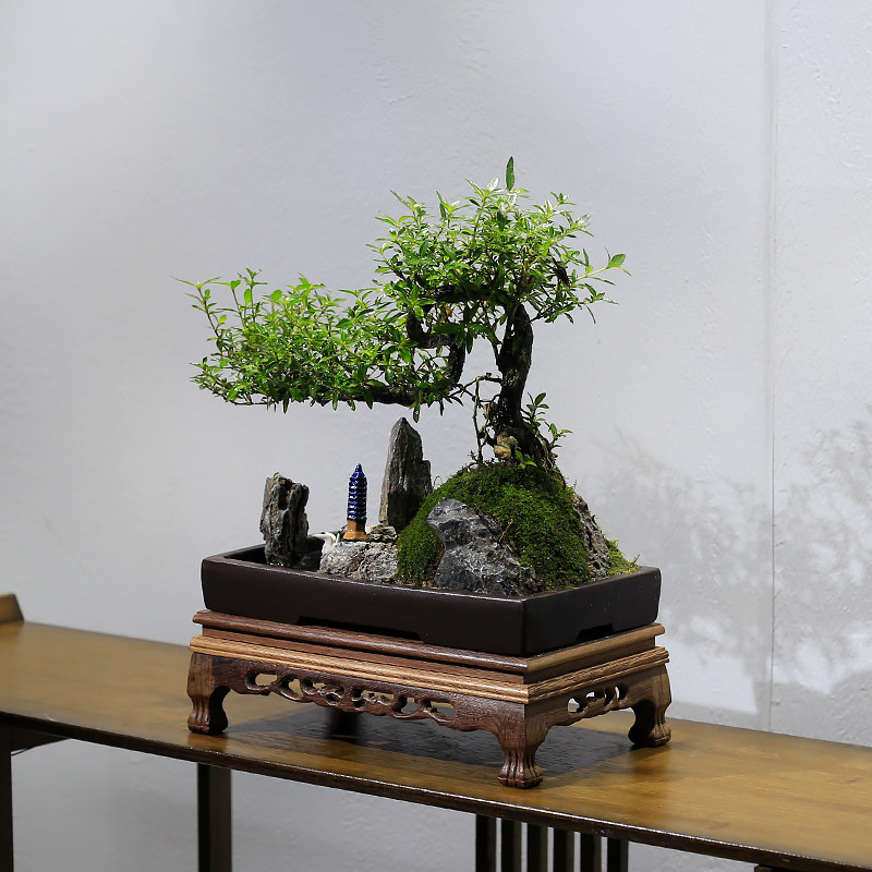 六月雪盆景山水假山植物悬崖式造型老桩室内客厅办公室绿植盆栽