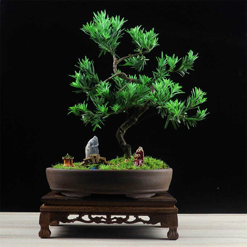 小叶雀舌罗汉松盆景四季常青树桩造型老桩植物室内绿植客厅迎客松