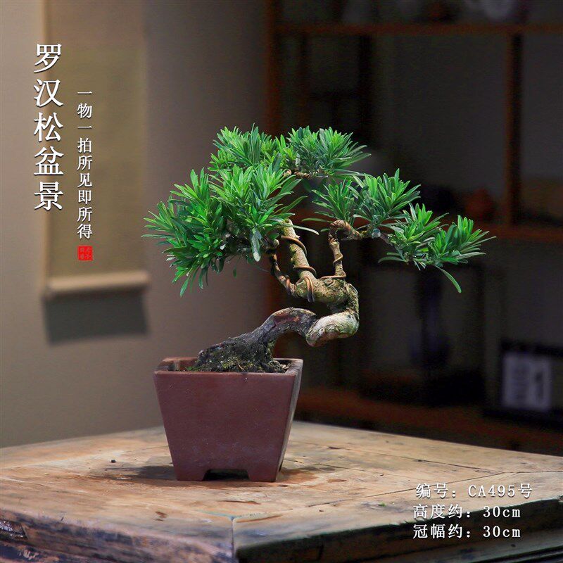 罗汉松盆景老桩矮霸造型盆栽室内植物一物一拍桌面茶室客厅绿植