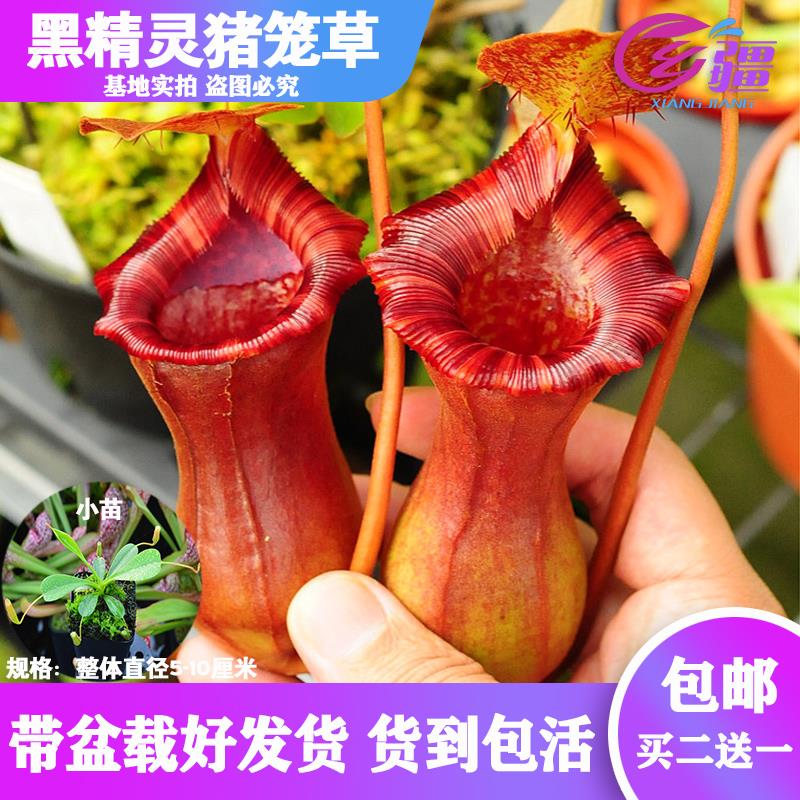 基地直销【黑精灵猪笼草】食虫植物捕蝇草驱蚊草多肉趣味绿植盆栽