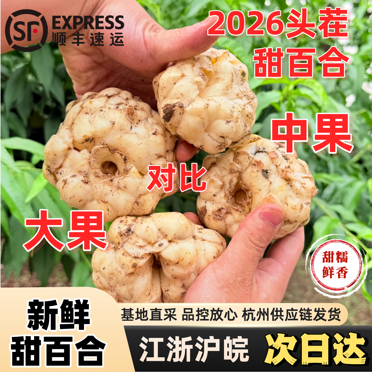 【中果甜百合】顺丰包邮2026年新鲜甜百合菜百合食用百合甜糯鲜香