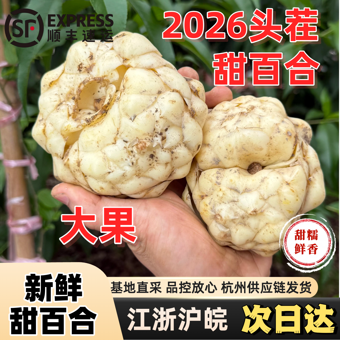 大果甜百合顺丰包邮2026年新鲜甜百合口感粉糯非宜兴百合兰州百合