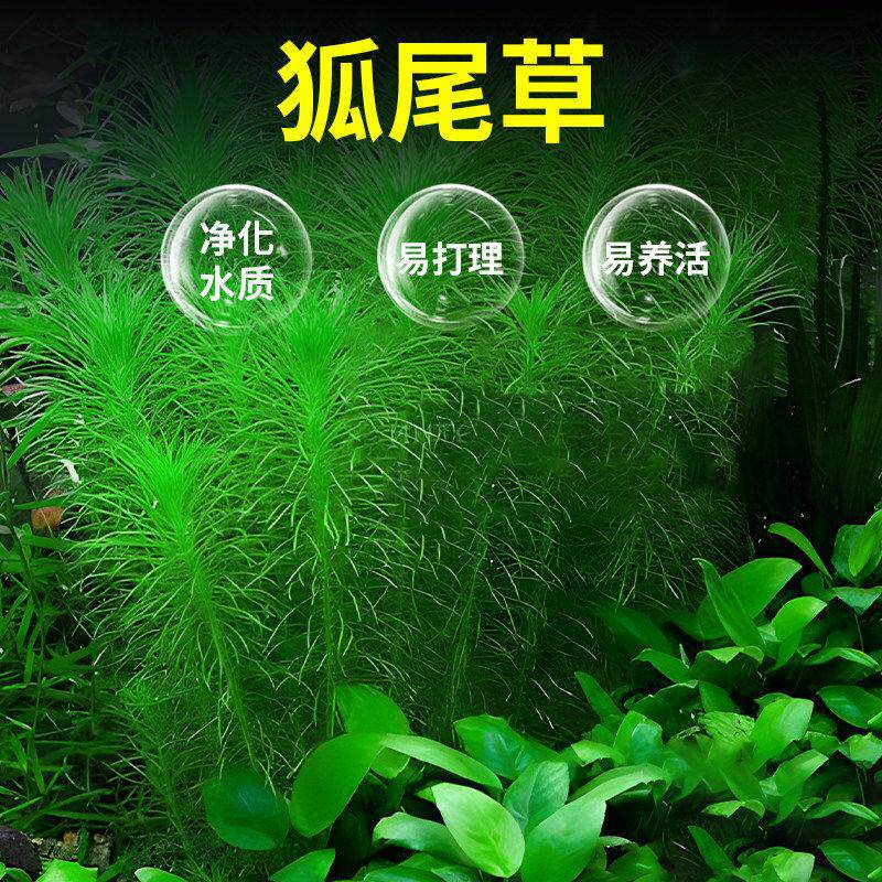 鱼缸水草造景真草狐尾绿羽毛草红松尾新手中后景氧绿植新手套餐