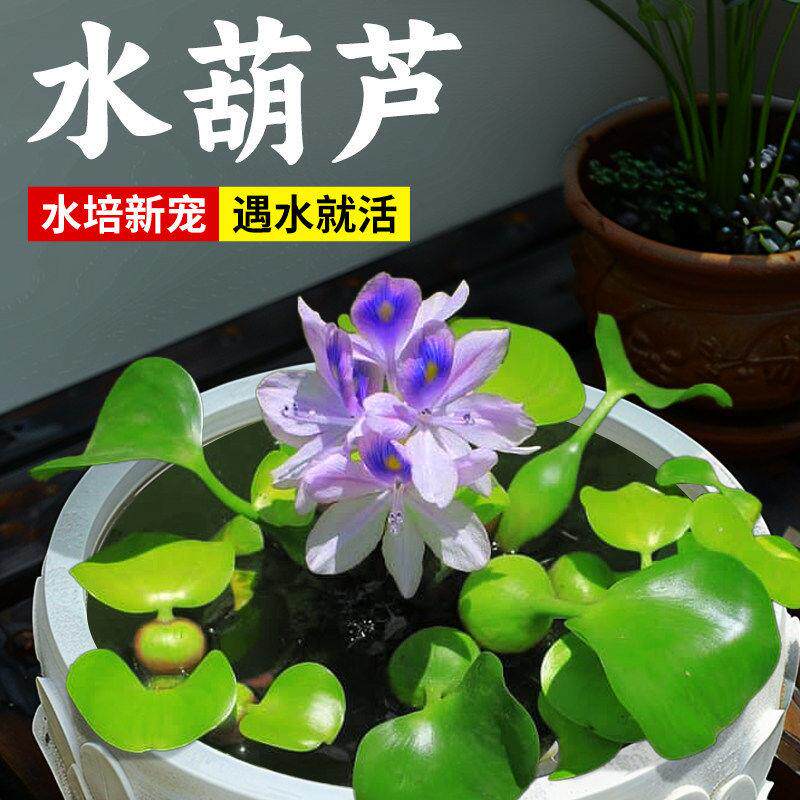 水葫芦水草浮萍水生植物水培和鱼共养鱼养龟净化水质鱼缸造景套餐