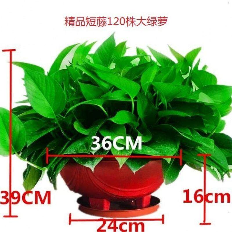 大盆绿萝盆栽室内吸甲醛植物绿箩花卉绿植新房家用长藤绿萝厂