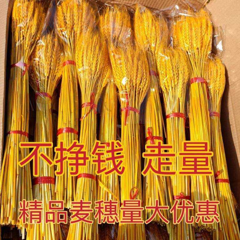 黄金色麦穗干花大麦花束开业花篮小麦穗装饰摆件花艺客厅真花麦子