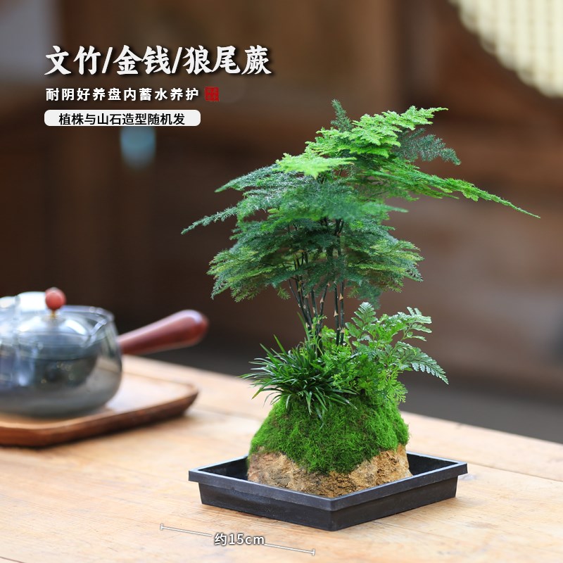 文竹水培植物竹子附石假山盆栽懒人G水培好养绿植室内吸水石盆景