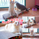 特大号猫抓板磨爪器瓦q楞纸猫爪板猫窝猫抓板不掉屑猫玩具猫咪用