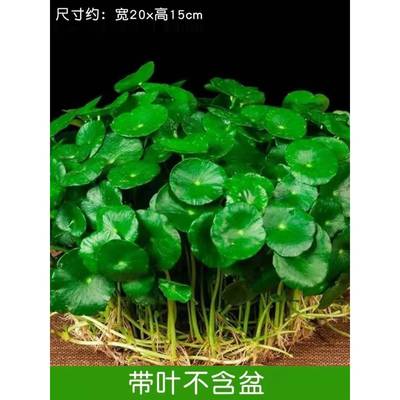 带叶铜钱草水培盆栽植物室内小绿植花卉水养金钱草籽水生四季好养