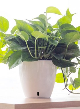 绿萝花盆20e21新款懒人自动吸水储水塑料圆形白色绿箩专用绿植盆