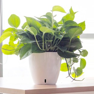 绿萝花盆20e21新款 懒人自动吸水储水塑料圆形白色绿箩专用绿植盆