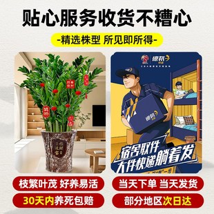 客厅旺宅树金钱j树盆栽客厅旺宅真花绿植大型发财树乔迁植物摆件