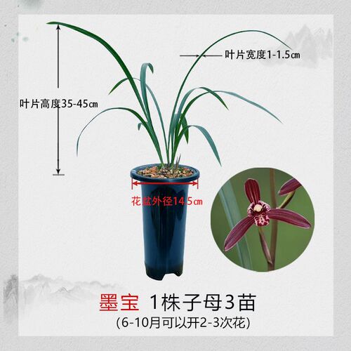 名贵老品种兰花建兰n墨宝八大红花之首仙山红满堂红黄光登梅绿光