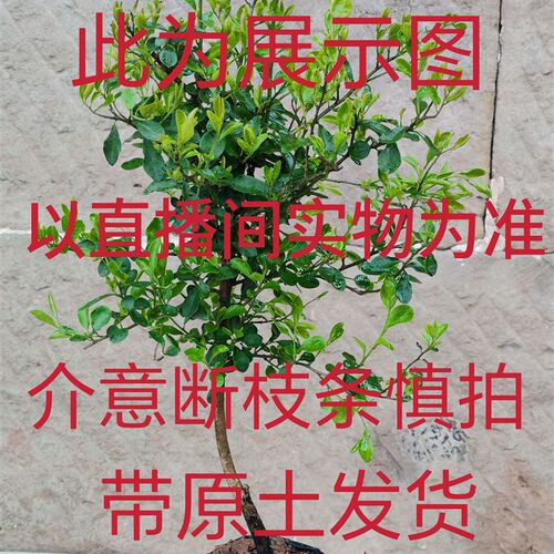 金弹子盆景盆栽绿植公母未知C原盆土发货介意断枝条慎拍