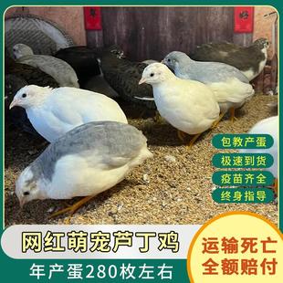 芦丁鸡幼鸡网红鸡活物全色系迷你家养宠物40到60天青年产蛋观赏鸡