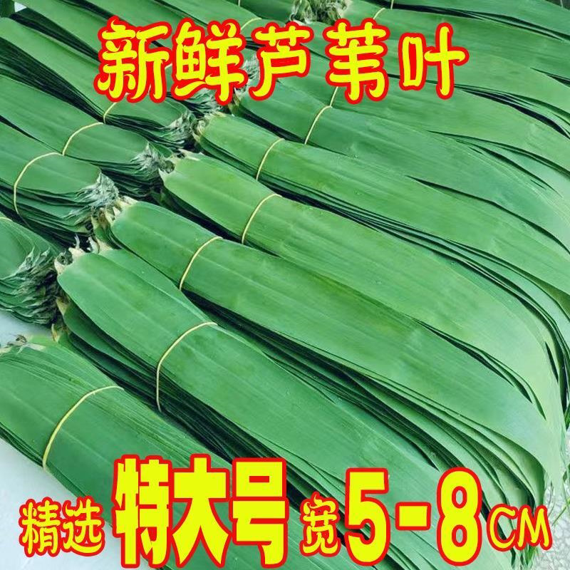 湖北新鲜正宗芦苇叶大号粽叶端午节农家包粽子叶纯天然野生芦苇叶