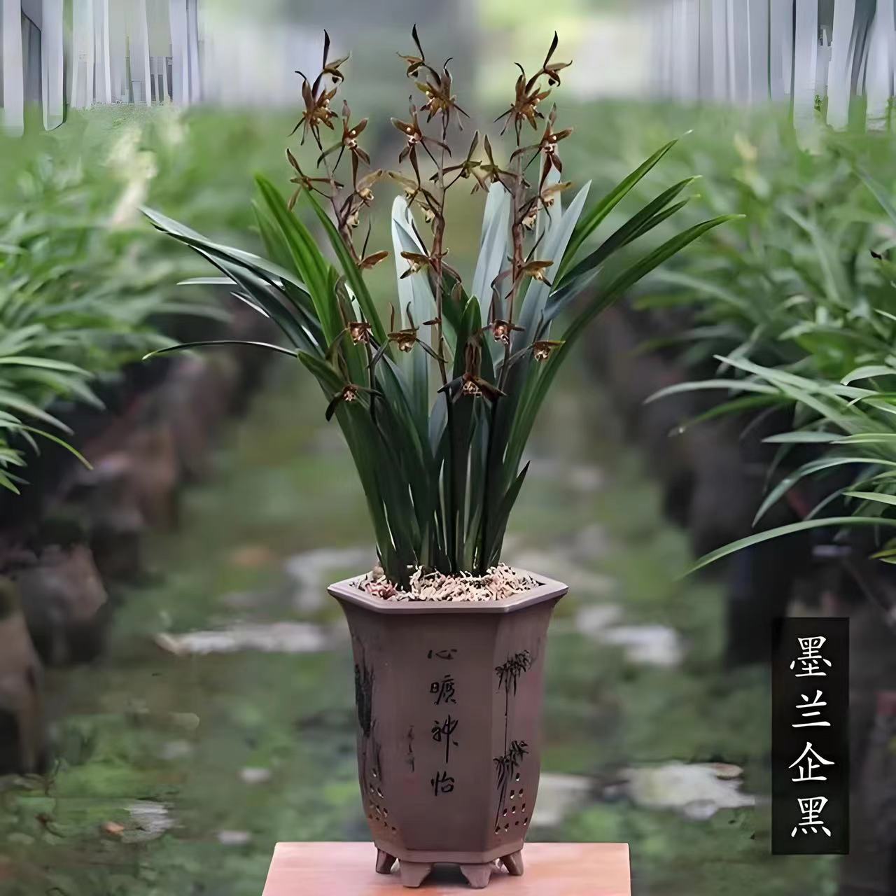 原盆发货墨兰企黑兰花新手好养