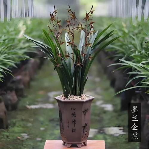 原盆发货墨兰企黑兰花新手好养