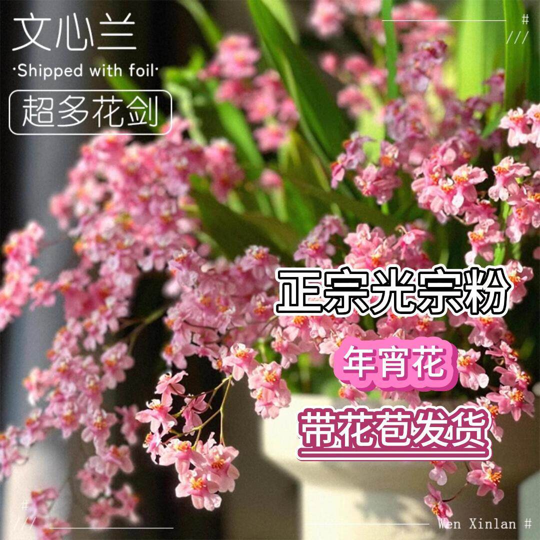 【文心兰梦香】兰花盆栽光宗粉带花浓香原培育盆发货好养易活,鲜花速递/花卉仿真/绿植园艺,国兰/杂交兰/洋兰类,淘宝优惠券,粉丝福利购,淘宝优惠卷