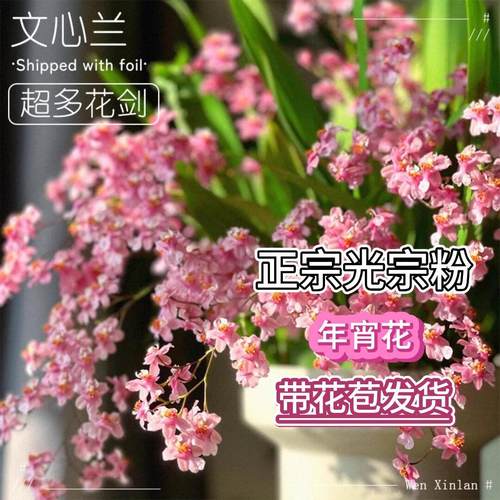 文心兰梦香兰盆栽带花苞