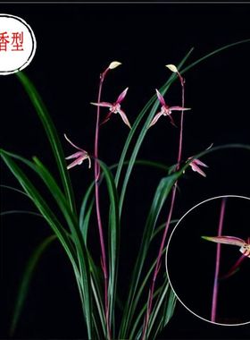 【清仓处理】寒兰暮山紫叶姿优美开花清香名贵兰花室内绿植花卉