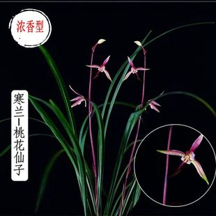 【清仓处理】寒兰暮山紫叶姿优美开花清香名贵兰花室内绿植花卉