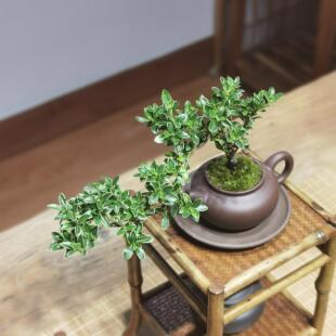 桌面茶台迷你盆景桌面植物茶桌室内好养绿植 六月雪紫砂壶盆栽中式