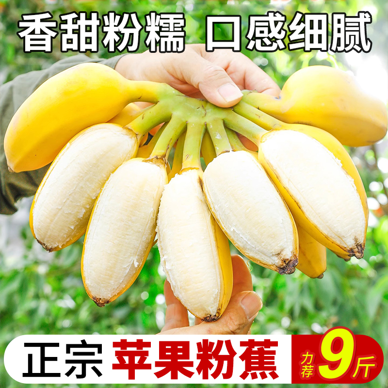正宗苹果蕉新鲜水果自然熟9斤整箱香蕉大果粉蕉广西小米皇帝芭蕉