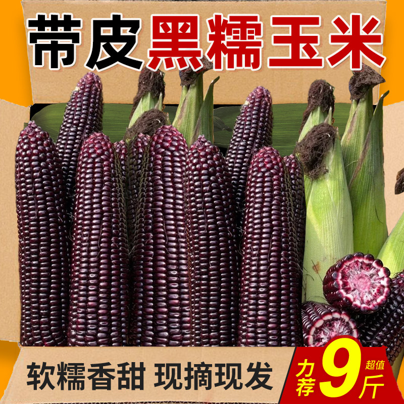 新鲜现摘广西黑甜糯玉米