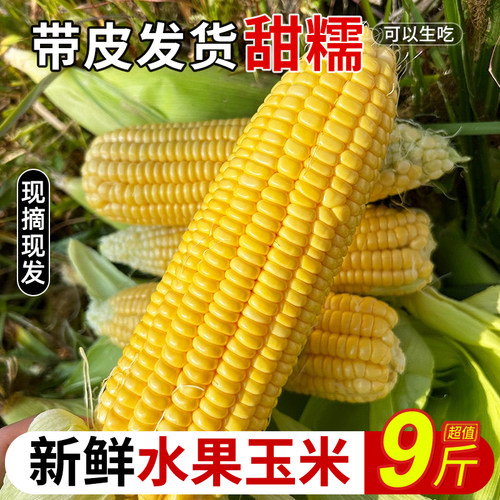 现摘黄金水果玉米力荐9斤包邮