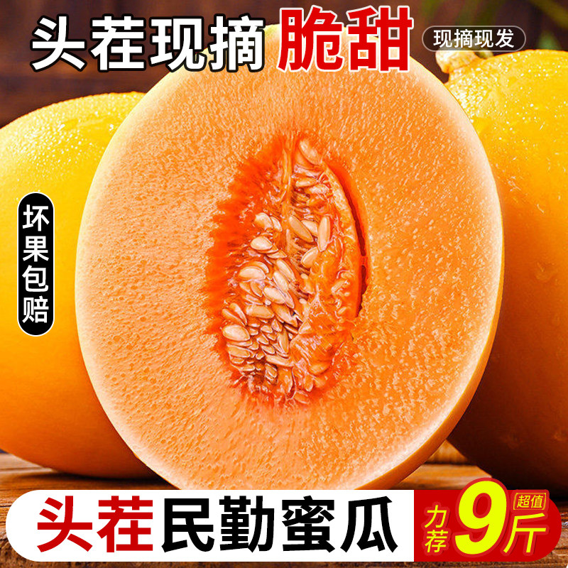 甘肃民勤沙漠蜜瓜脆甜黄河蜜瓜