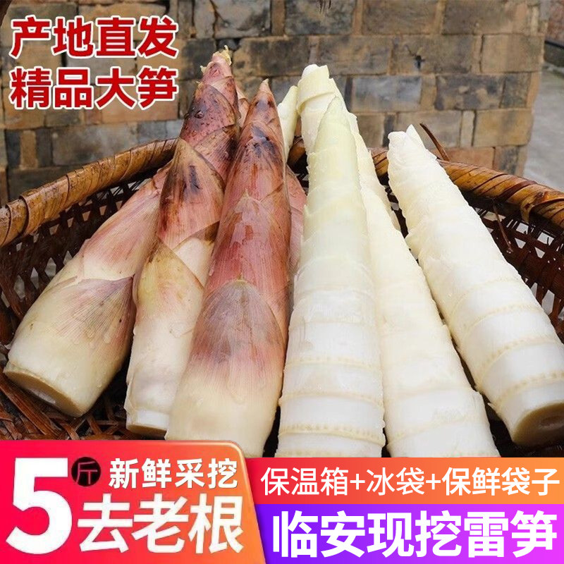 临安天目雷笋新鲜现挖高山笋尖油焖笋农家蔬菜竹笋整箱精选春笋