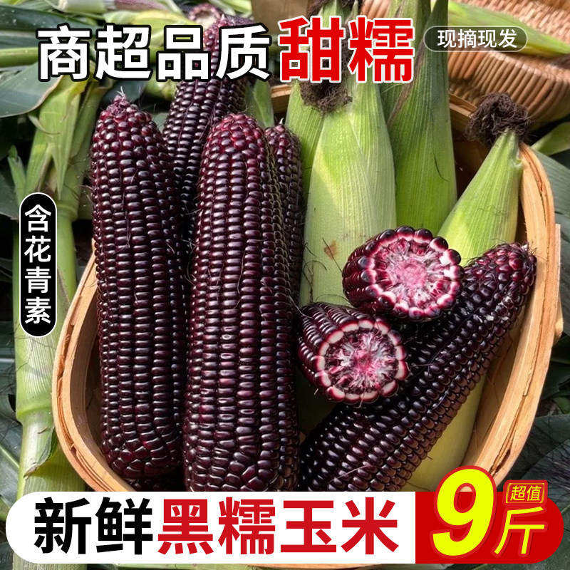 广西黑甜糯玉米力荐9斤包邮