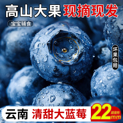 云南蓝莓鲜果特大礼盒当季高山花香新鲜水果孕妇大果怡颗蓝梅整箱
