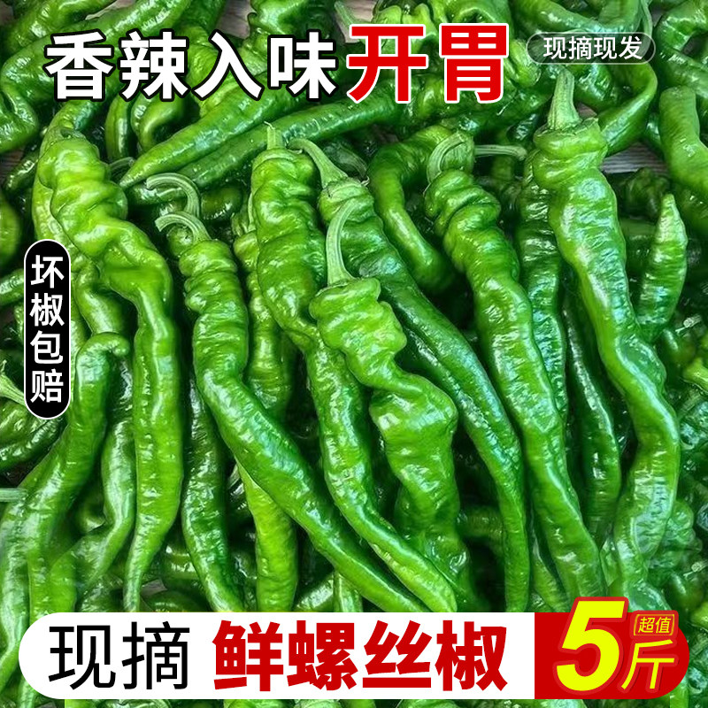 新鲜螺丝椒现摘现发香辣入味云南露天种植新鲜辣椒罗丝椒尖椒蔬菜