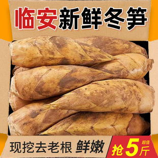 现挖天目山冬笋新鲜冬笋5斤鲜笋雷笋春笋黄泥拱嫩笋尖临安大冬笋