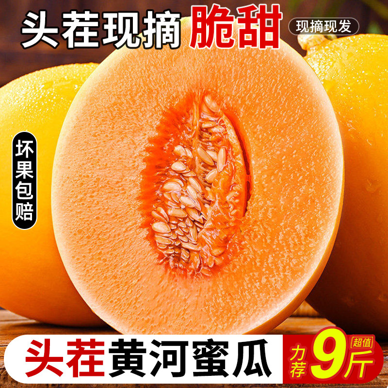 正宗黄河蜜瓜甜瓜新鲜水果