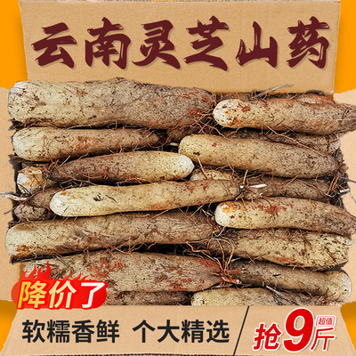 正宗云南灵芝山药力荐9斤包邮
