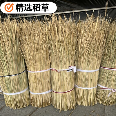 天然新鲜干稻草做霉豆腐稻草