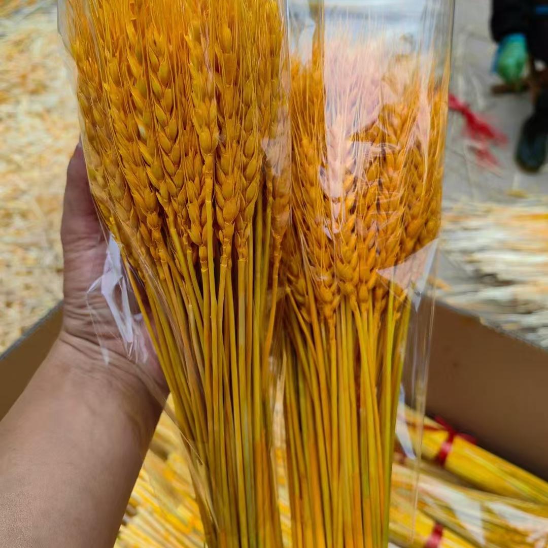 天然黄金大麦穗干花花束开业花篮装饰礼品拍摄道具小婚庆摆件