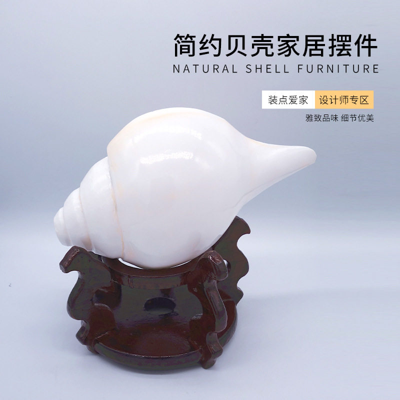印度铅螺 可吹响 深海海螺贝壳工艺品 时尚家居摆件装饰 量大从优