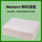 适用伯乐mini Western blot湿转转印滤纸转膜滤纸WB蛋白转印 天能
