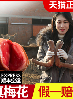 吉林梅花新鲜鹿茸加工厂直营泡酒药材整根带血切片100g中段切连刀