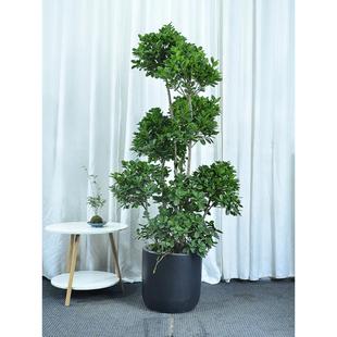造型摇钱树盆栽客厅庭院阳台盆景大型金钱榕植物广州供货直发香港