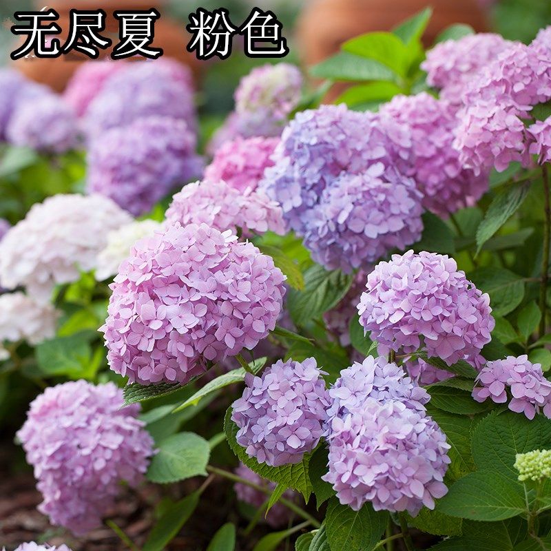 5加仑 7加仑r 10加仑无尽夏绣球老桩