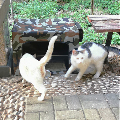 流浪猫户外喂食屋遮雨棚喂食器防C雨棚户外投喂流浪猫棚猫窝防水